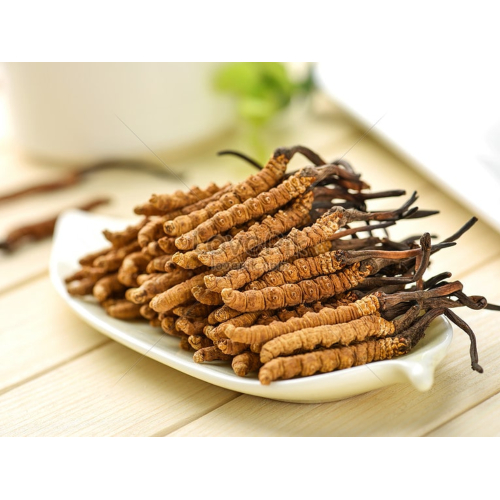 Đông trùng hạ thảo là gì?